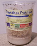 flightless fruit fly culture