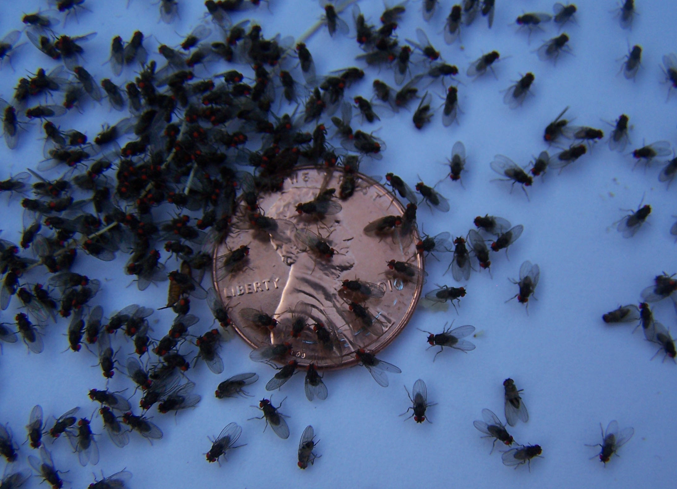 Buy Flightless Fruit Flies Fruit Fly Cultures And Supplies