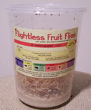 buy flightless fruit fly cultures