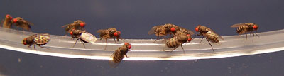 Buy Flightless Fruit Fly Kits