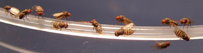 buy flightless fruit fly cultures