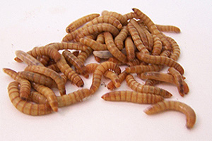 mealworms